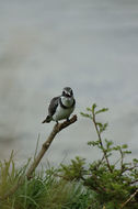 Image of Pied Kingfisher