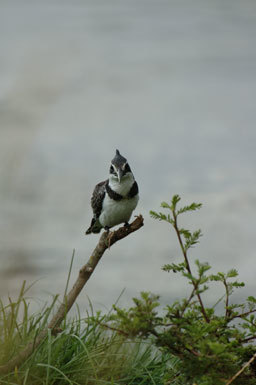 Image of Pied Kingfisher