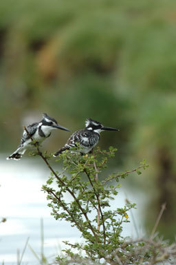 Imagem de Ceryle rudis (Linnaeus 1758)