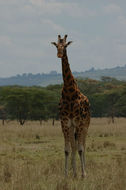 Plancia ëd <i>Giraffa camelopardalis rothschildi</i>