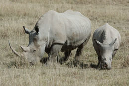 Слика од бел носорог