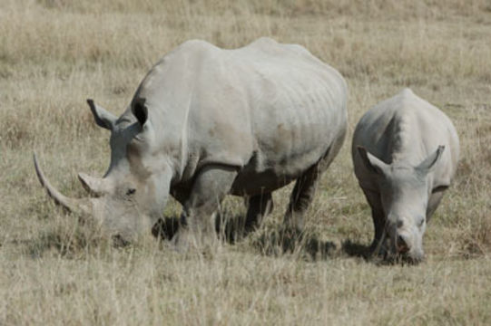 Image of Grass Rhinoceros