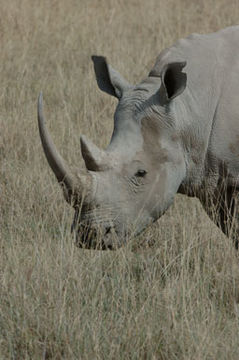 Image of Grass Rhinoceros