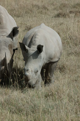 Image of Grass Rhinoceros