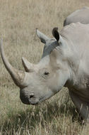 Image of Grass Rhinoceros