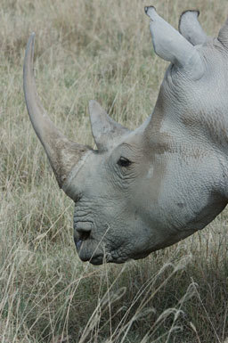 Image of Grass Rhinoceros