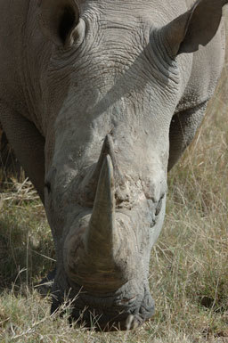 Image of Grass Rhinoceros