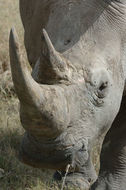 Image of Grass Rhinoceros