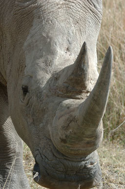 Image of Grass Rhinoceros