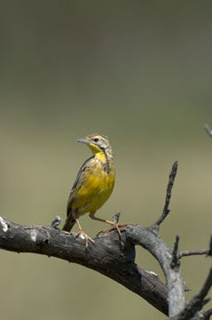 Image of Yellow-throated Longclaw