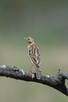 Image of Yellow-throated Longclaw