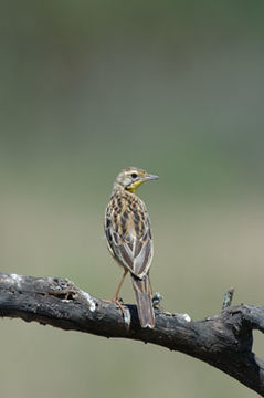 Image of Yellow-throated Longclaw