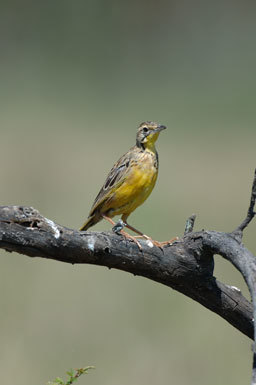 Image of Yellow-throated Longclaw