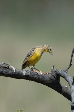 Image of Yellow-throated Longclaw