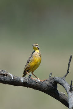 Image of Yellow-throated Longclaw