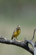 Image of Yellow-throated Longclaw