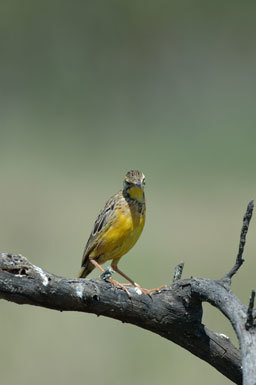 Image of Yellow-throated Longclaw