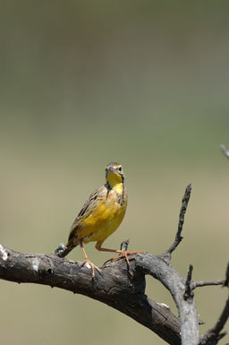 Image of Yellow-throated Longclaw