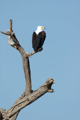 Image of African Fish Eagle