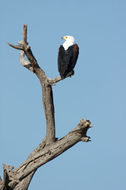 Image of African Fish Eagle