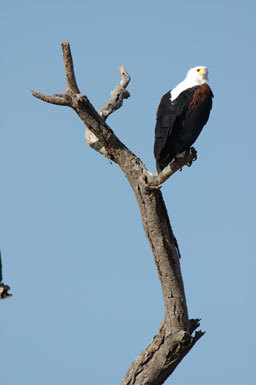 Image of African Fish Eagle