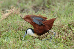 Image of African Jacana