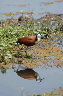 Image of African Jacana