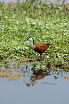 Image of African Jacana