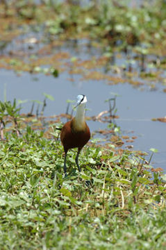 Image of African Jacana