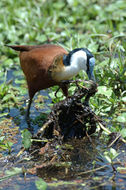 Image of African Jacana