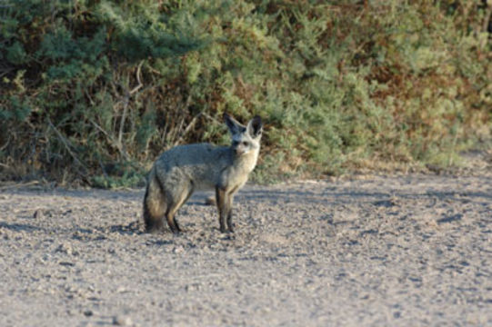 Image of Bat-eared fox