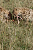 Image of cheetah