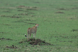 Image of cheetah