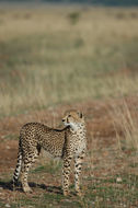 Image of cheetah