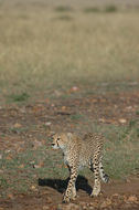 Image of cheetah