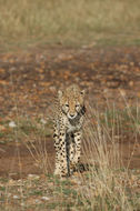 Image of cheetah