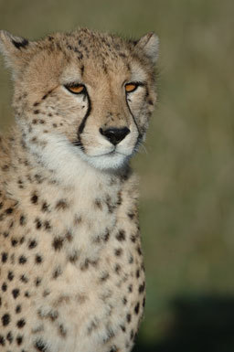 Image of cheetah