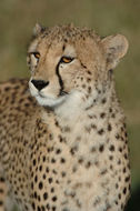 Image of cheetah