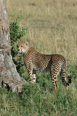 Image of cheetah