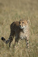 Image of cheetah