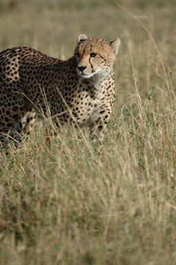 Image of cheetah