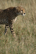 Image of cheetah