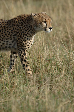 Image of cheetah