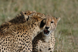 Image of cheetah