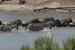 Image of Grant's zebra