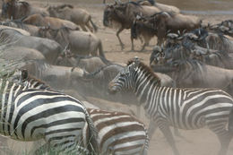 Image of Grant's zebra