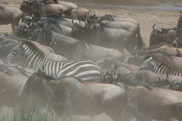 Image of Grant's zebra