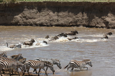 Image of Grant's zebra