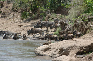 Image of Western white-bearded Wildebeest