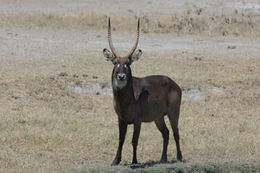 Image of Defassa Waterbuck